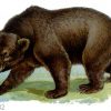 Braunbär