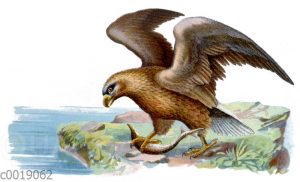 Seeadler