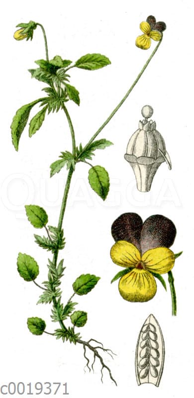 Stiefmütterchen