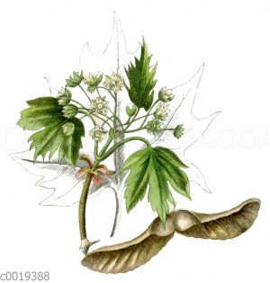 Spitzahorn