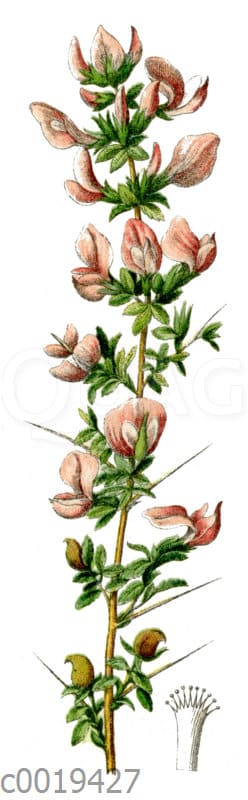 Hauhechel