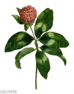 Wiesenklee
