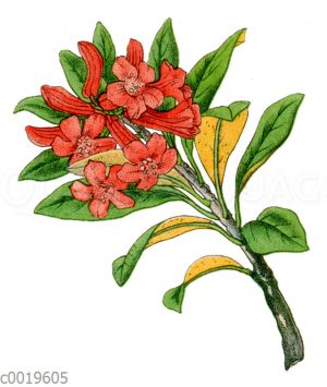 Rostrote Alpenrose