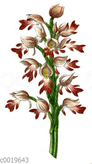 Helmartiges Knabenrkraut