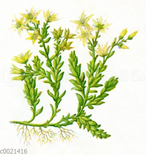Scharfer Mauerpfeffer