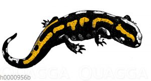 Feuersalamander