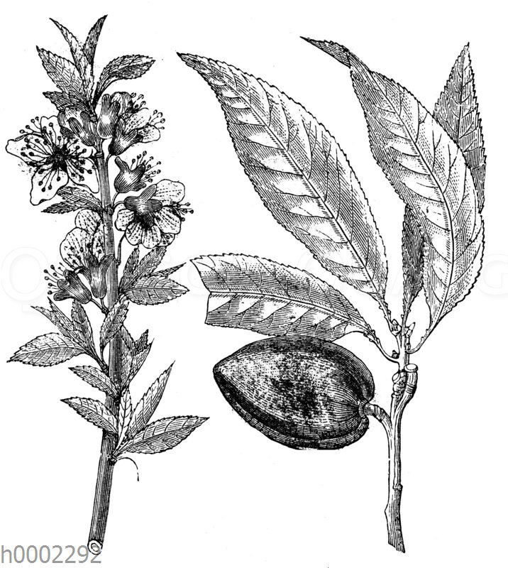 Mandelbaum: Blüte und Frucht
