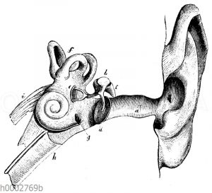 Menschliches Ohr