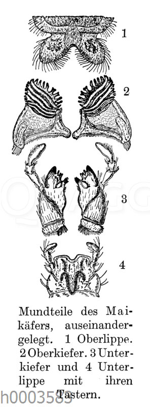 Maikäfer: Mundteile