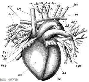 Menschliches Herz und Herzgefäße