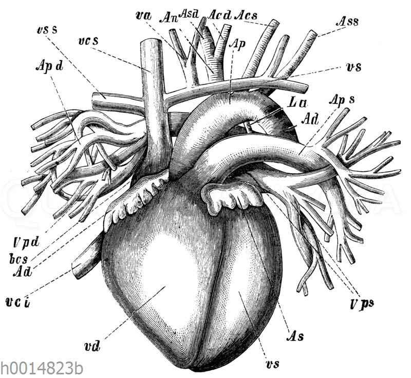 Menschliches Herz und Herzgefäße