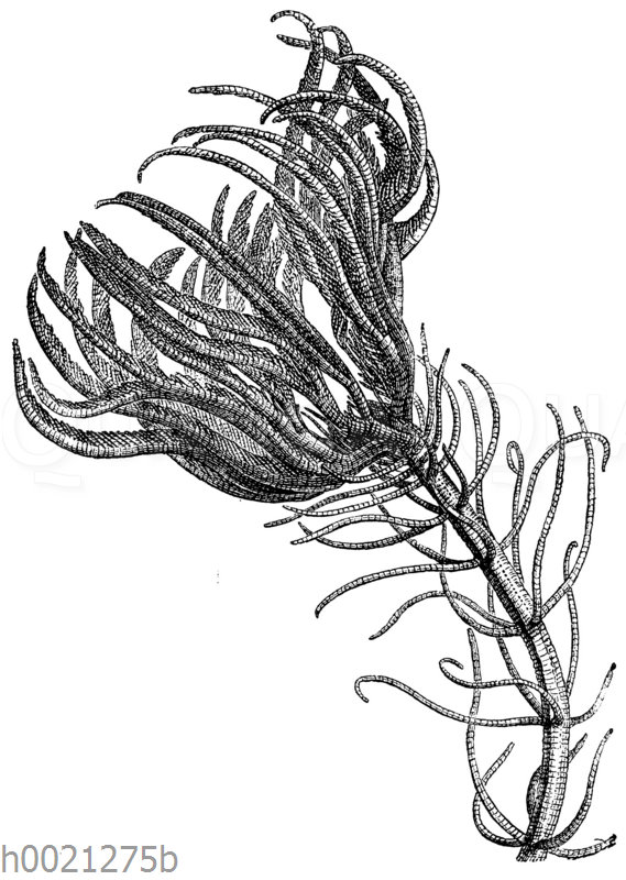 Pentracrinus caput Medusae