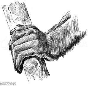 Hand des Satansaffen (mit dem nicht gegenüberstellbaren Daumen