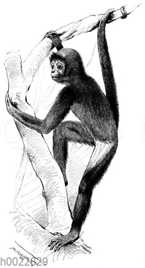 Klammeraffe