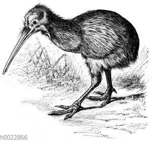 Kiwi