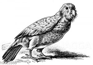 Kakapo