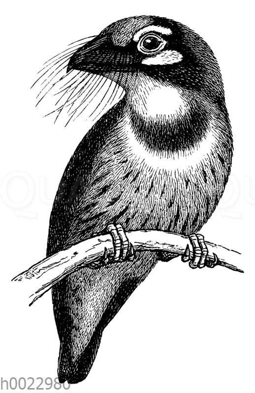 Bartvogel Megalaema flavigula