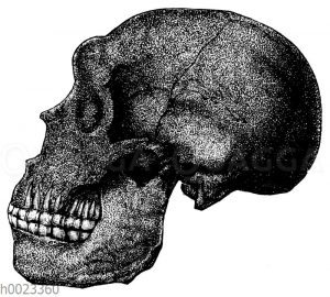 Schädel eines Neandertalers