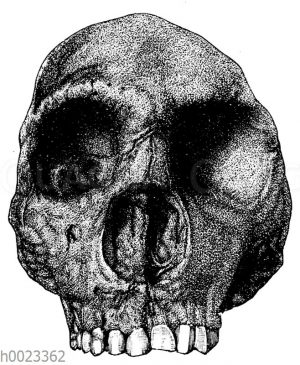 Schädel eines Neandertalers
