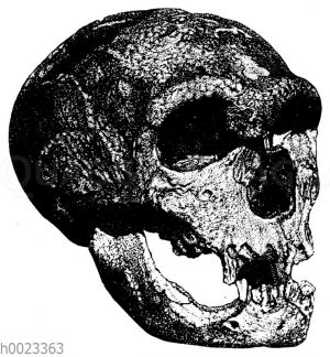 Schädel eines Neandertalers