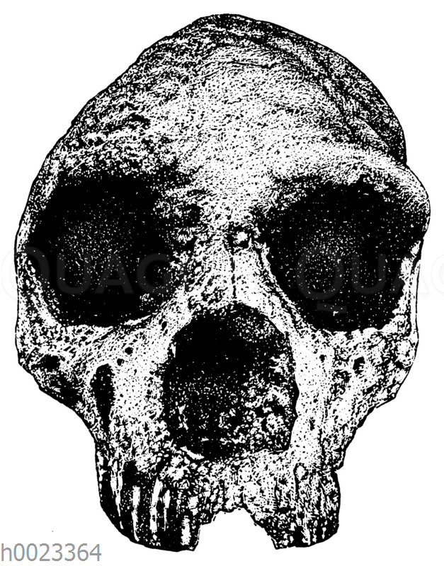 Schädel eines Neandertalers