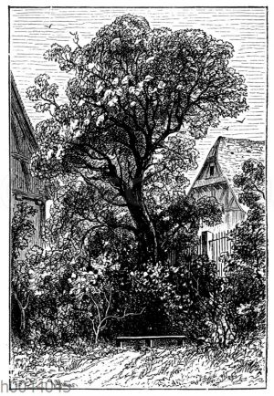 Holunderbusch im Pfarrgarten von Sessenheim