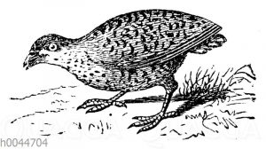Wachtel <Coturnix coturnix>