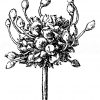 Schlangen-Lauch