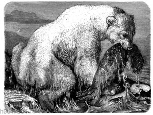 Eisbär mit erlegter Robbe