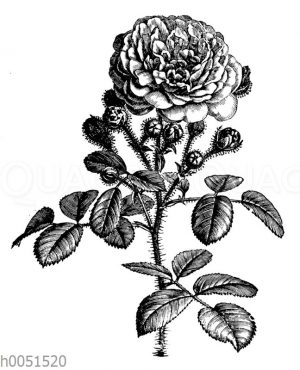 Moosrose