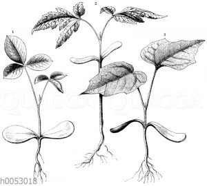 Keimende Pflanzen mit Kotyledonen und Laubblättern