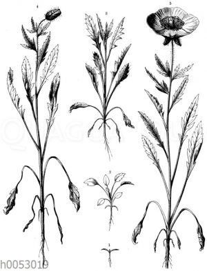 Blattmetamorphosen