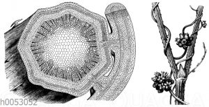 Nesselseide auf Hopfen schmarotzend