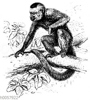 Kapuzineraffe