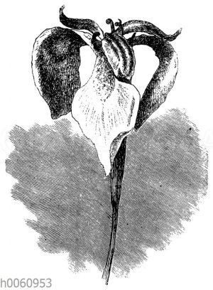 Schwertlilie: Blüte