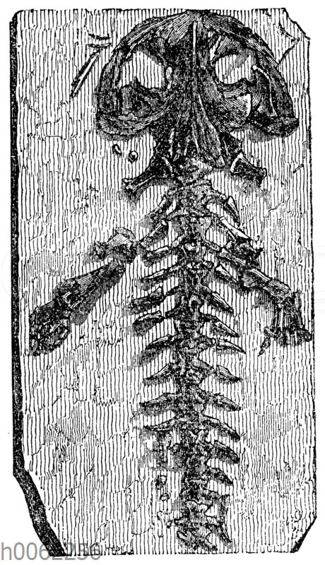 Reste von Skelettteilen eines versteinerten Riesensalamanders (Andrias Scheuchzeri) aus der Tertiärzeit