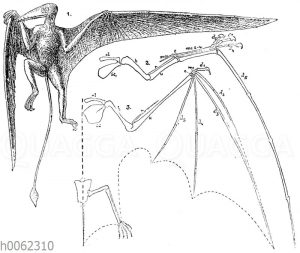 Pterosaurier (Flug-Eidechse) der Juraperiode