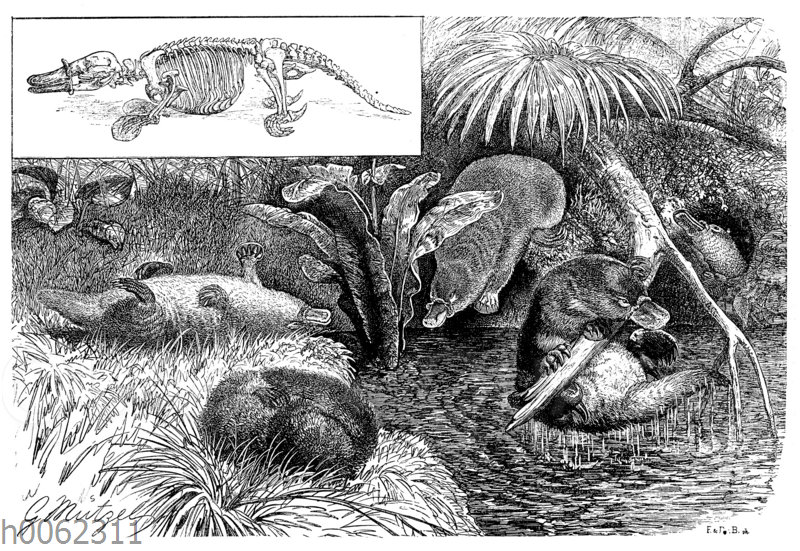 Das australische Wasser-Schnabeltier (0rnithorynchus paradoxus)