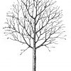 Das Auslichten der Obstbäume (2. u. 3. Schnittperiode)