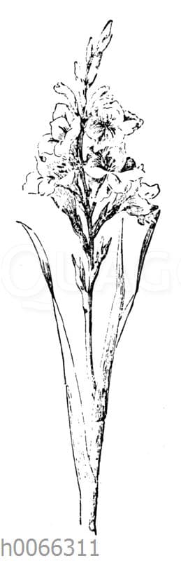 Gladiole