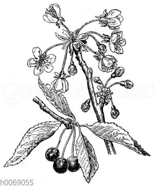 Vogelkirsche