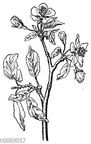 Apfelbaum: Zweig mit Blüte