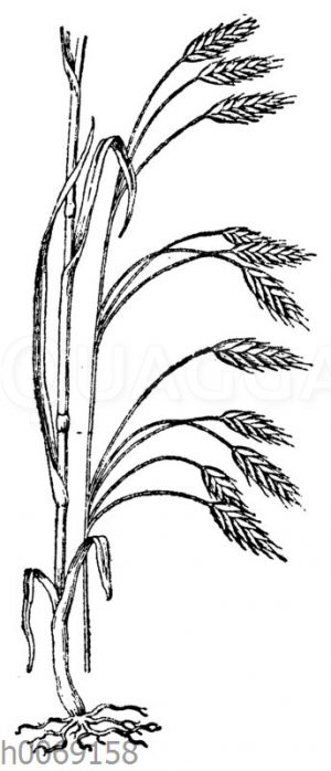 Roggen-Trespe