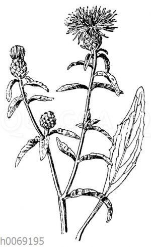 Wiesen-Flockenblume