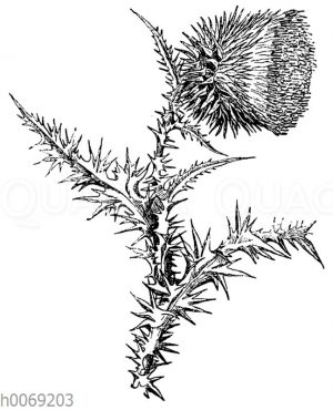 Nickende Distel