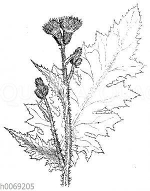Krause Distel