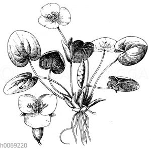 Froschbiss