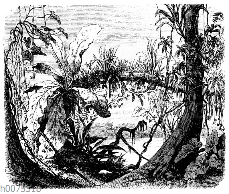 Orchideen und Schlinggewächse