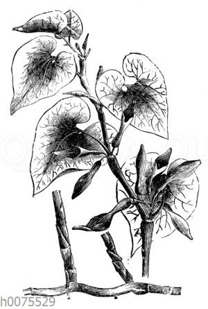 Osterluzei