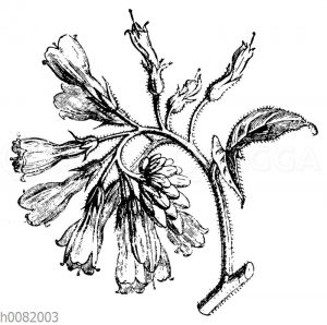 Rauer Beinwell